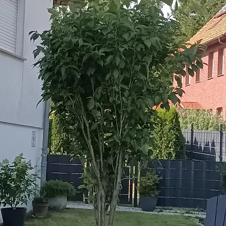 104qm Mit Eingezäuntem Garten Ideal Für Gäste Mit Hunden Apartment