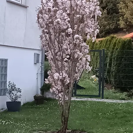 Διαμέρισμα Exklusives Lichtdurchflutetes Incl Gaestegarten Umzaeunt